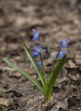 Scilla siberica