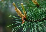 Pinus sylvestris. Верхушки побегов с микростробилами и каплями дождя на иглах. Московская обл., Раменский р-н, окр. дер. Хрипань, садовый участок. 26.05.2023.