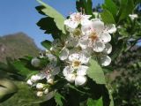 Crataegus songarica. Цветки и листья (видна абаксиальная поверхность). Казахстан, Западный Тянь-Шань, Киргизский хр., ущ. Мерке, ≈ 1350 м н.у.м., придонная часть ущелья. 9 мая 2023 г.