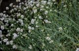 Gypsophila capitata. Верхушки побегов с соцветиями. Дагестан, Буйнакский р-н, долина р. Сулак, побережье Чиркейского водохранилища, сухой глинистый склон. 28.07.2022.