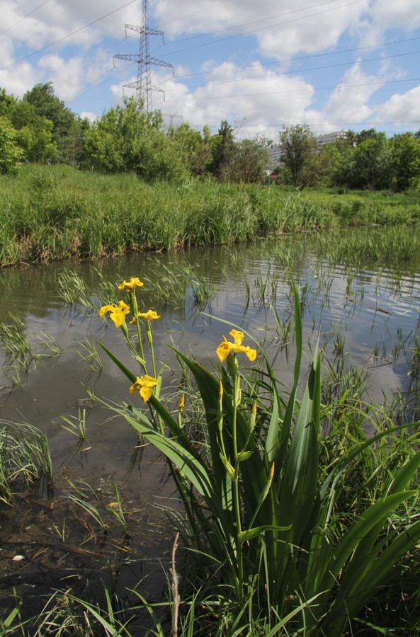 Изображение особи Iris pseudacorus.