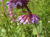 Salvia verticillata