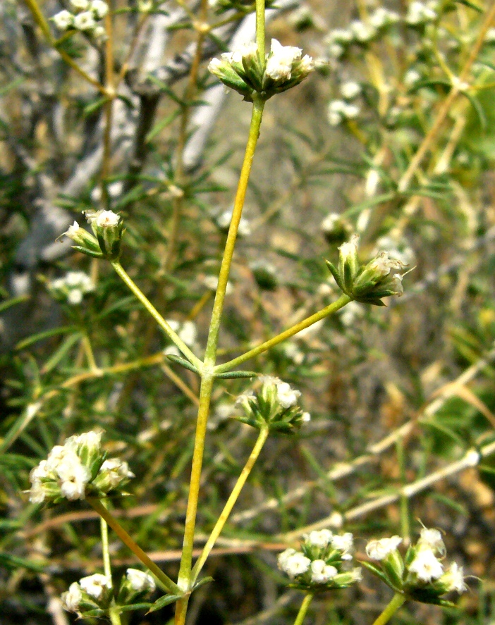 Изображение особи Acanthophyllum mucronatum.