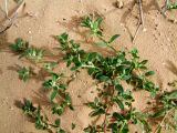 Paronychia argentea. Побеги вегетирующего растения. Израиль, Шарон, г. Герцлия, высокий берег Средиземного моря. 24.12.2008.