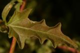 Atriplex tatarica