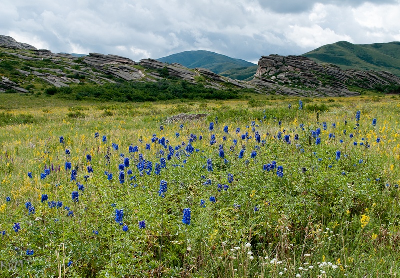 Изображение особи род Delphinium.