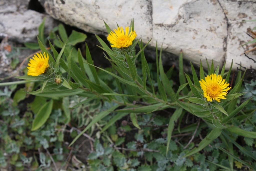 Изображение особи Inula ensifolia.