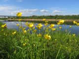 Ranunculus auricomus