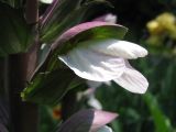 Acanthus mollis. Цветок. Южный берег Крыма, Никитский ботанический сад. 07.06.2009.