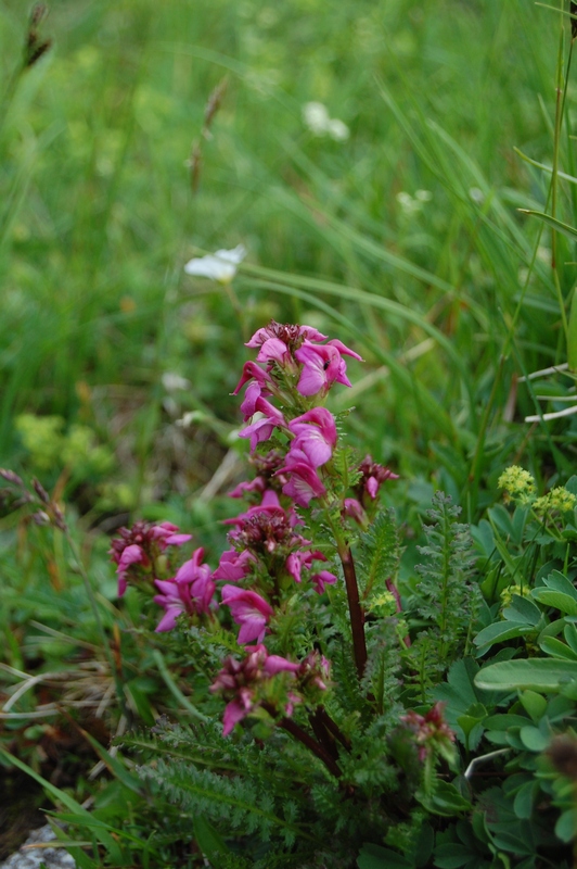 Изображение особи Pedicularis nordmanniana.