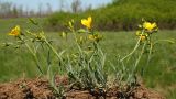 Linum czernjajevii. Выкопанное цветущее растение. Ростовская обл., Неклиновский р-н, Николаевское с/п, балка. 07.05.2013.