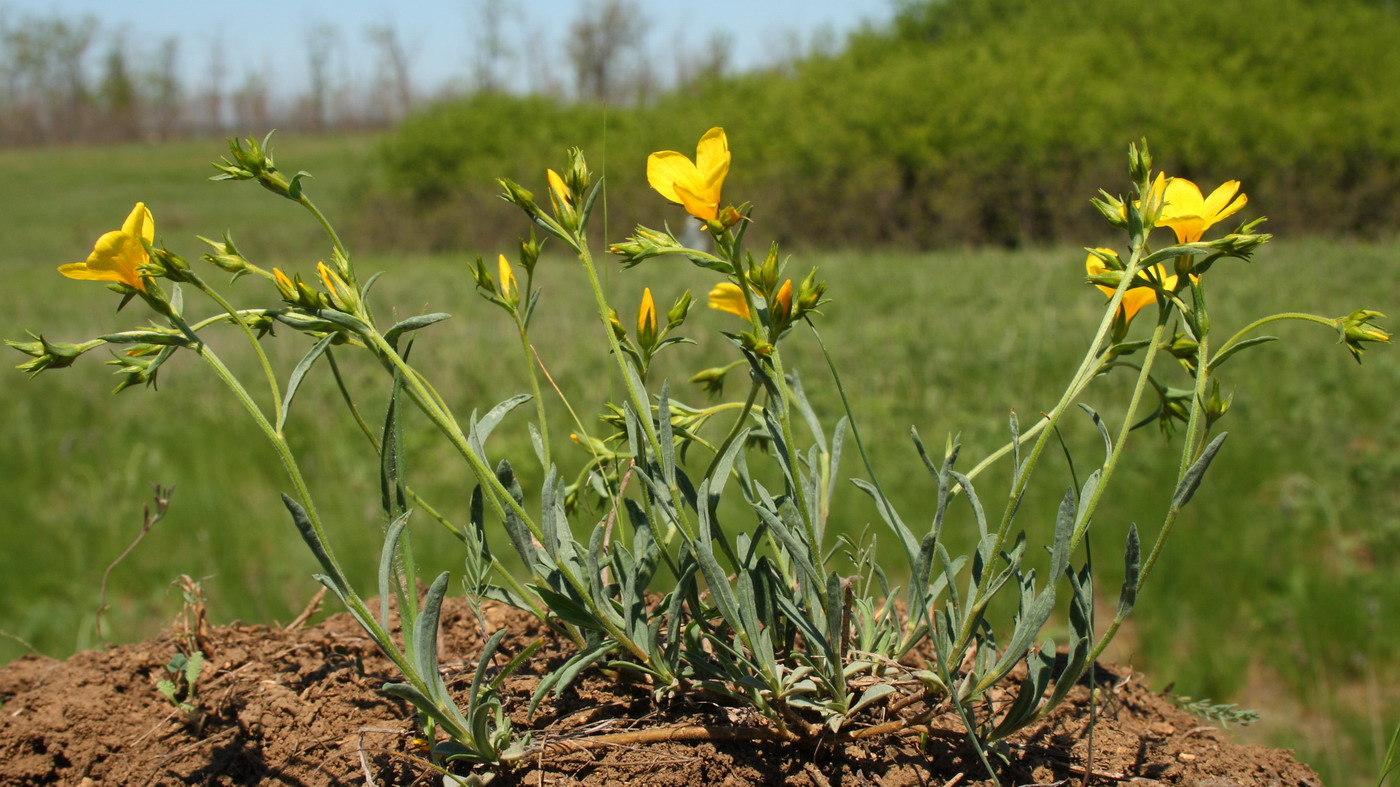 Image of Linum czernjajevii specimen.