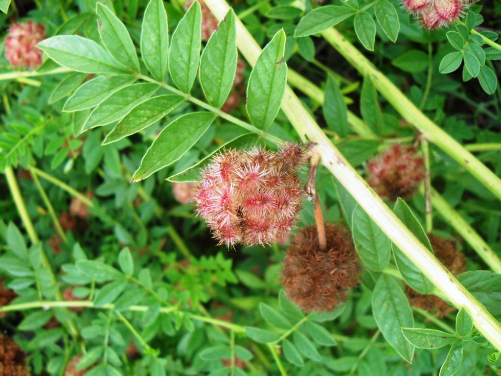 Изображение особи Glycyrrhiza echinata.