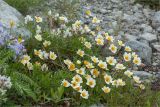 Dryas octopetala