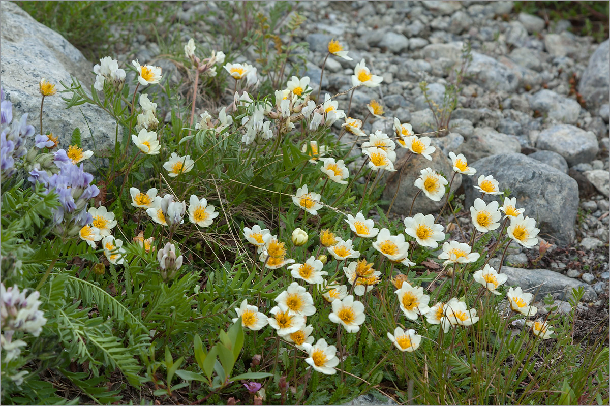 Изображение особи Dryas octopetala.