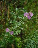 Malva thuringiaca