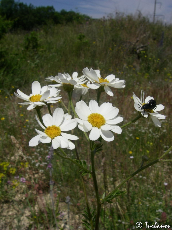 Изображение особи Pyrethrum corymbosum.