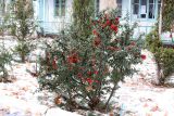 Pyracantha coccinea