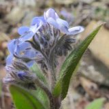 Myosotis lithospermifolia