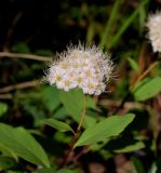 Spiraea media