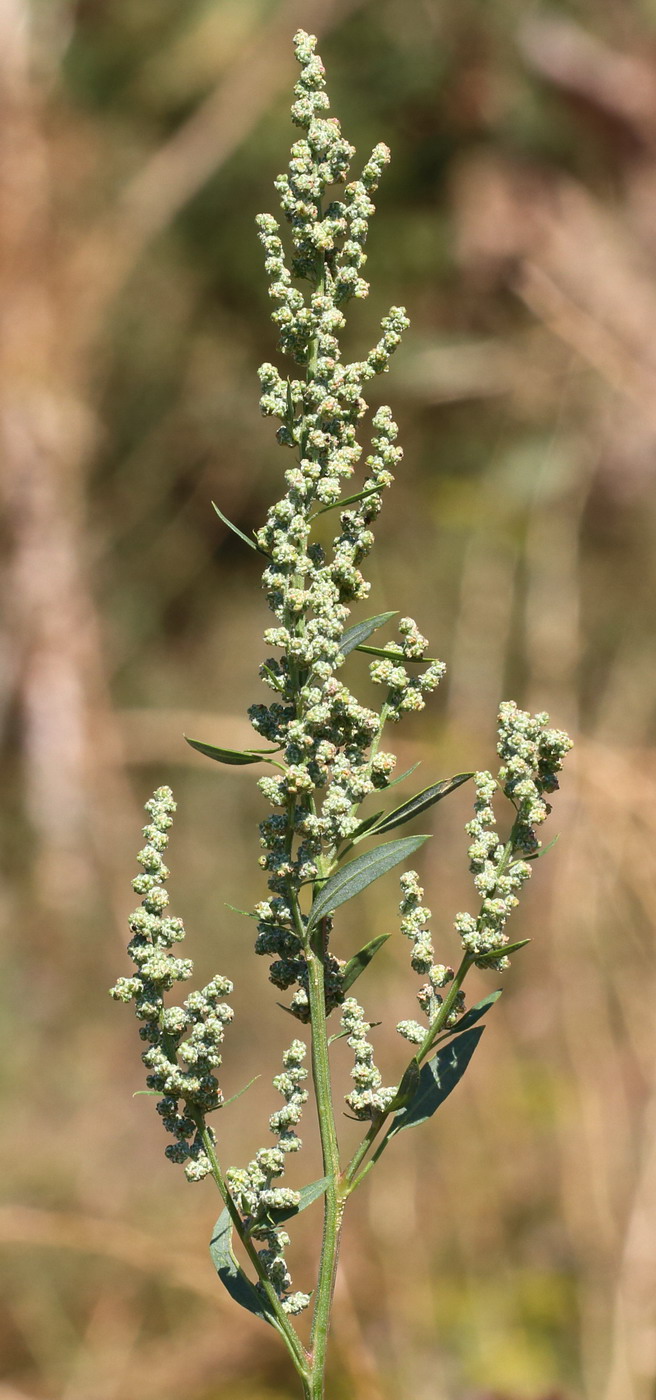 Изображение особи Chenopodium album.