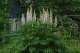 Lupinus × regalis. Цветущее растение. Ленинградская обл., Всеволожский р-н, окр. пос. Куйвози, садоводство, в культуре. 22.06.2015.