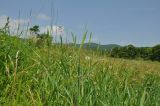 Phleum pratense