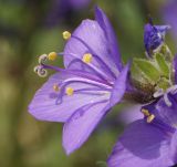 Polemonium caeruleum