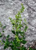 Chenopodium album