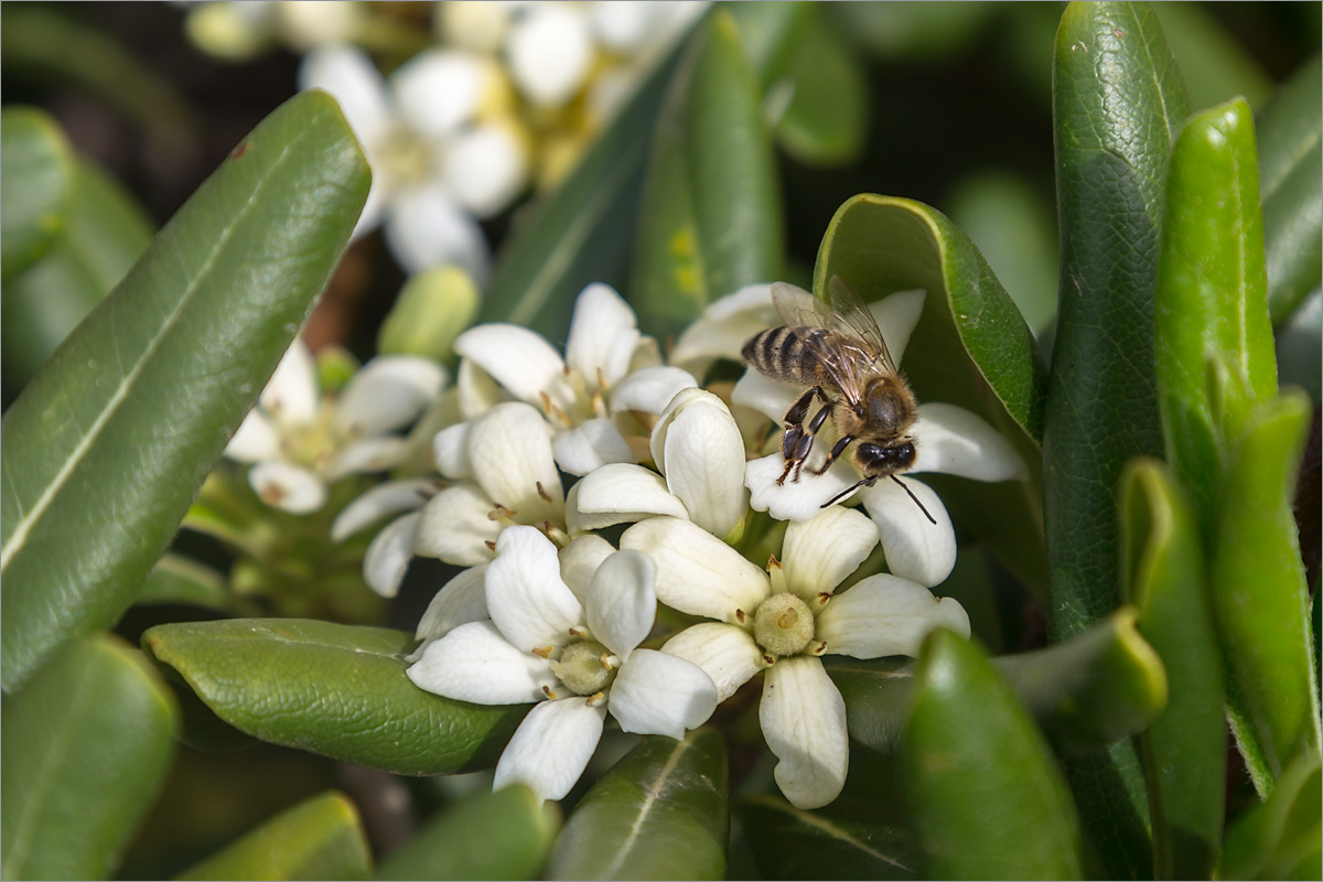 Изображение особи Pittosporum tobira.