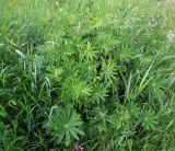 Lupinus polyphyllus. Зацветающее растение. Мурманск, мкр-н Росляково, посадки. 21.06.2016.