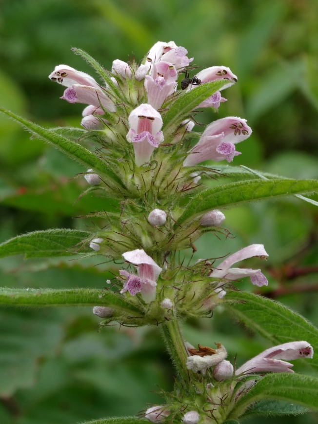 Изображение особи Leonurus macranthus.