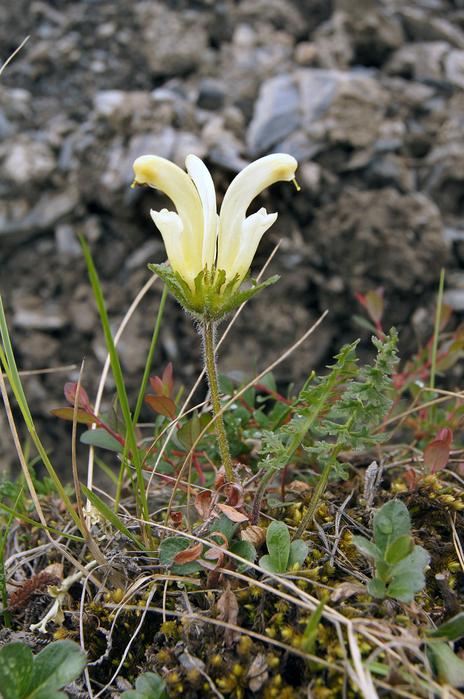Изображение особи Pedicularis capitata.