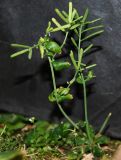 Arabidopsis thaliana