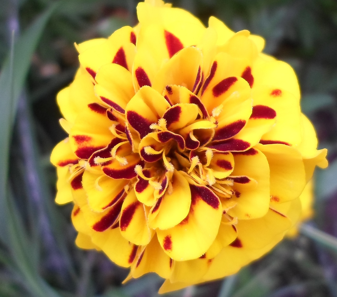 Изображение особи Tagetes patula.