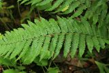 Dryopteris crassirhizoma