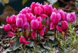 genus Cyclamen