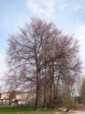 Fagus sylvatica