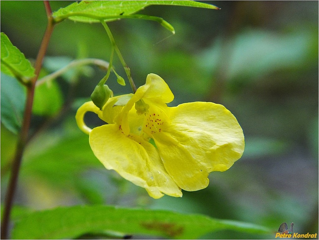 Изображение особи Impatiens noli-tangere.