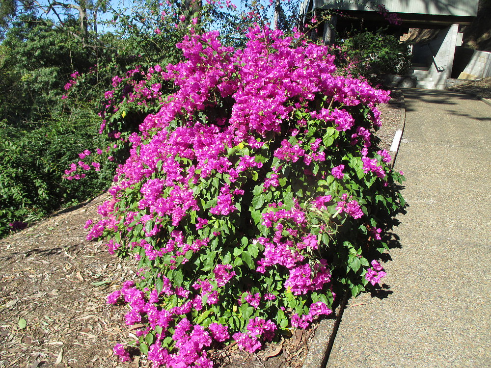 Изображение особи Bougainvillea glabra.