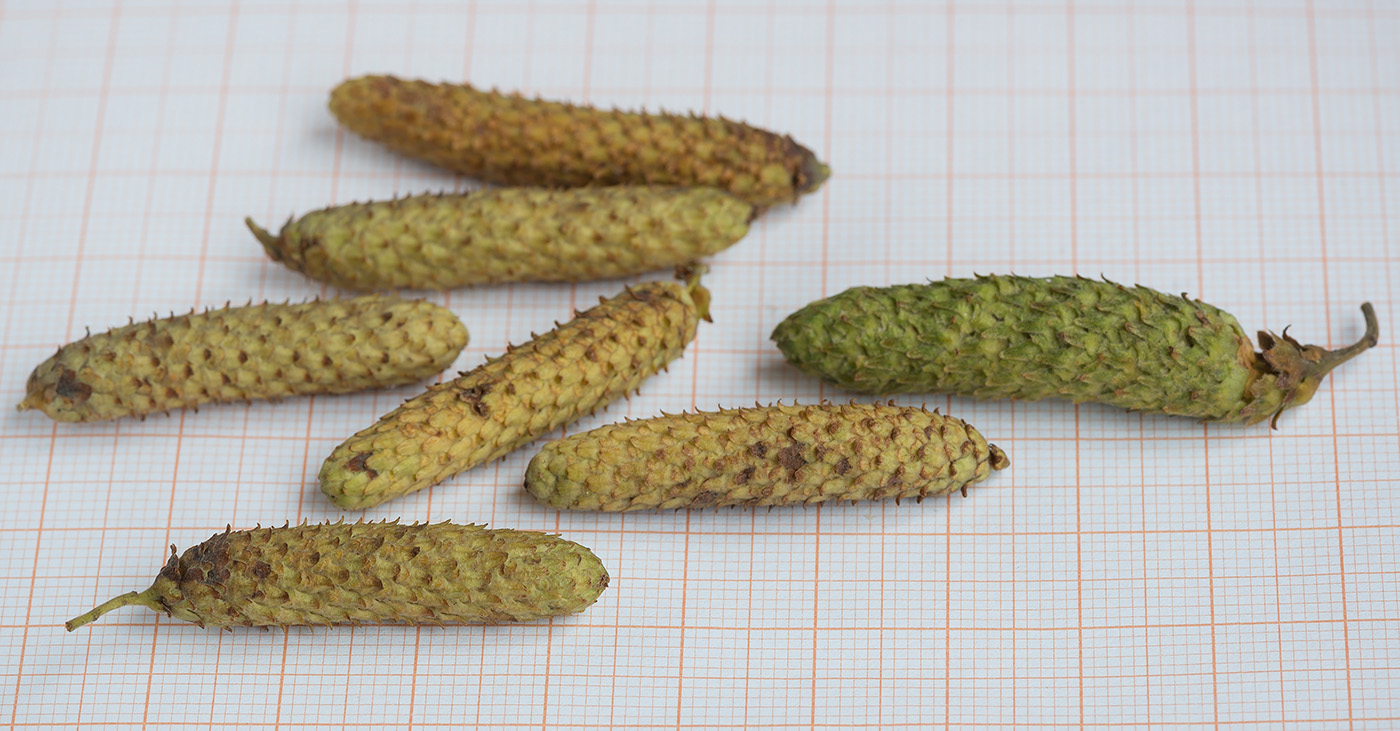 Image of Betula papyrifera specimen.