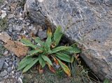 Lindelofia stylosa. Плодоносящее растение. Таджикистан, Фанские горы, окр. Мутного озера, ≈ 3500 м н.у.м., каменистый склон. 02.08.2017.