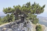 Pinus pallasiana. Старое одиночное дерево с дуплом. Крым, городской округ Ялта, Ай-Петринская яйла, вершина скального выступа. 14.08.2017.