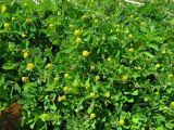 Trifolium campestre