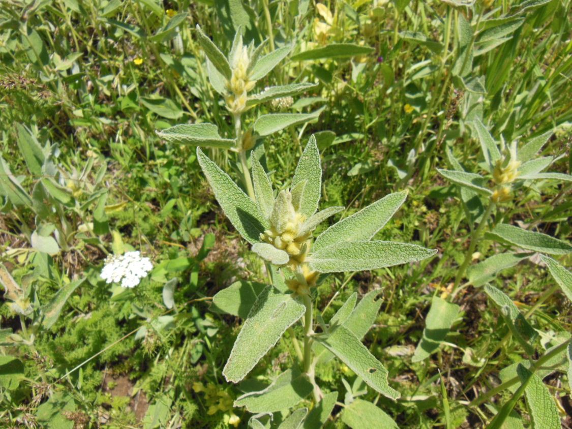 Изображение особи Phlomis fruticosa.