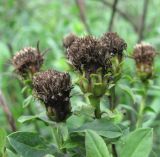 Inula germanica