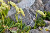 Silene kubanensis