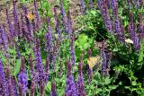 Salvia tesquicola. Верхушки цветущих побегов с кормящимися бабочками. Москва, Якиманка, парк Музеон, в культуре. 02.06.2019.