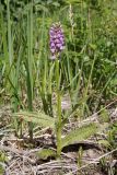 Dactylorhiza baltica