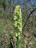 Dactylorhiza romana ssp. georgica